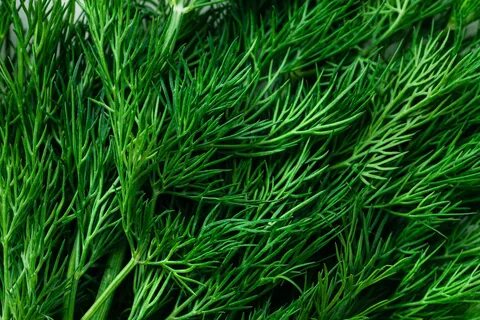 عرضه مستقیم سبزی شوید خشک صادراتی + قیمت به صرفه